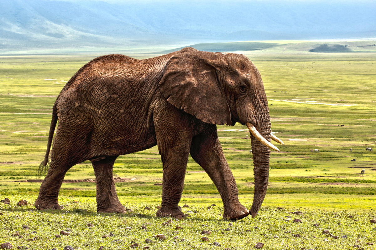 aluminium-print-gorgeous-elephant