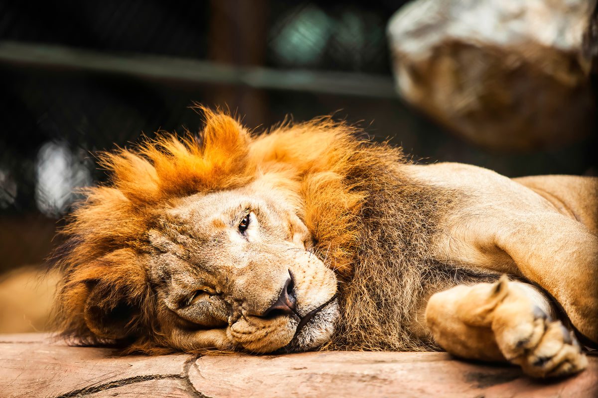 modern-3-piece-canvas-print-relaxed-lion