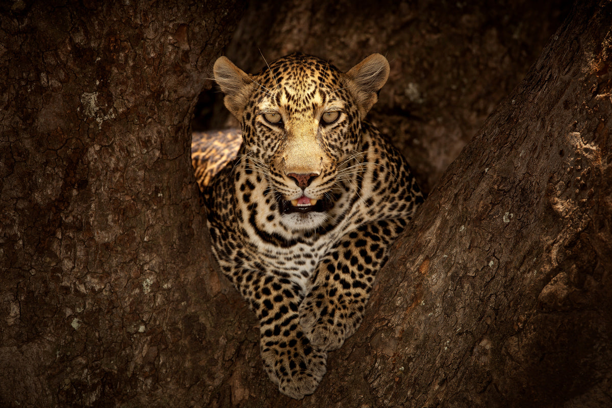 modern-3-piece-canvas-print-leopard-resting-on-a-tree-at-masai-mara