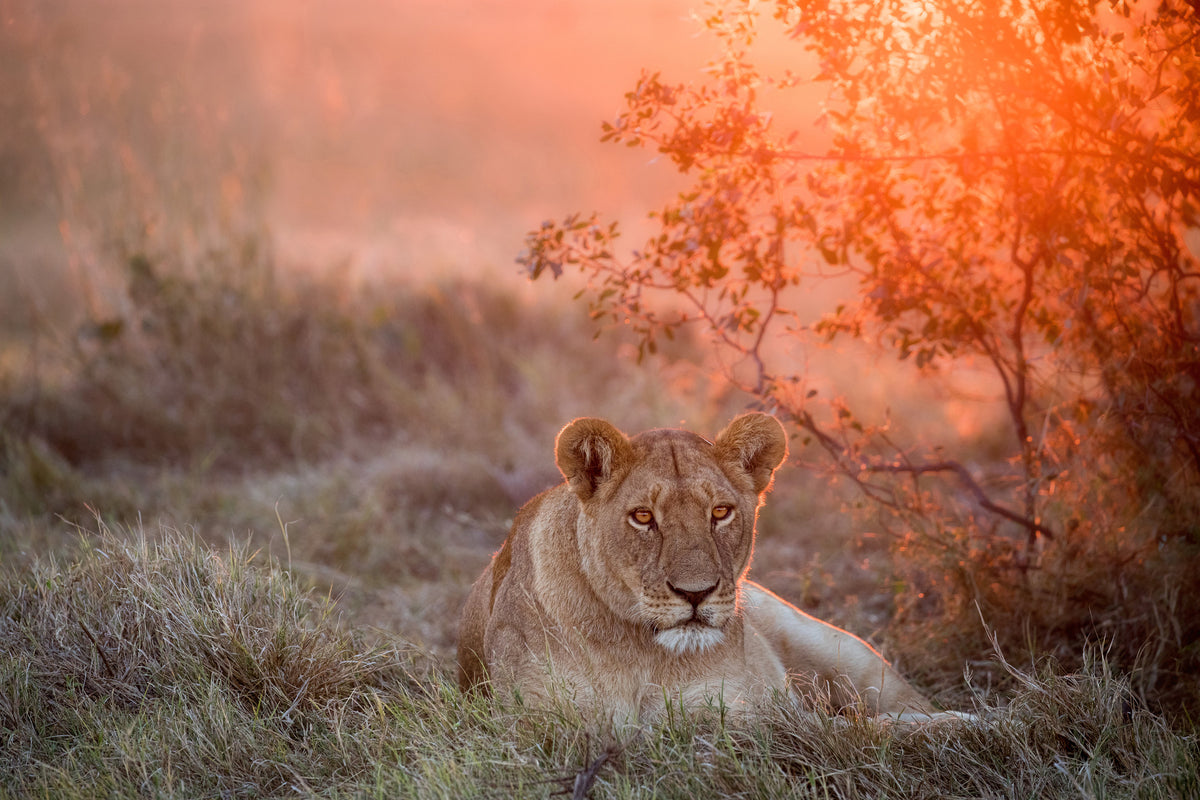 poster-print-sunset-lioness