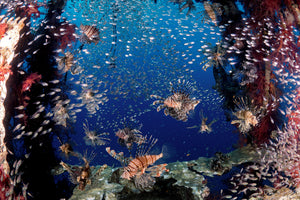 canvas-print-lionfish-party-x