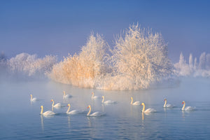 framedposter-print-swan-lake-xge