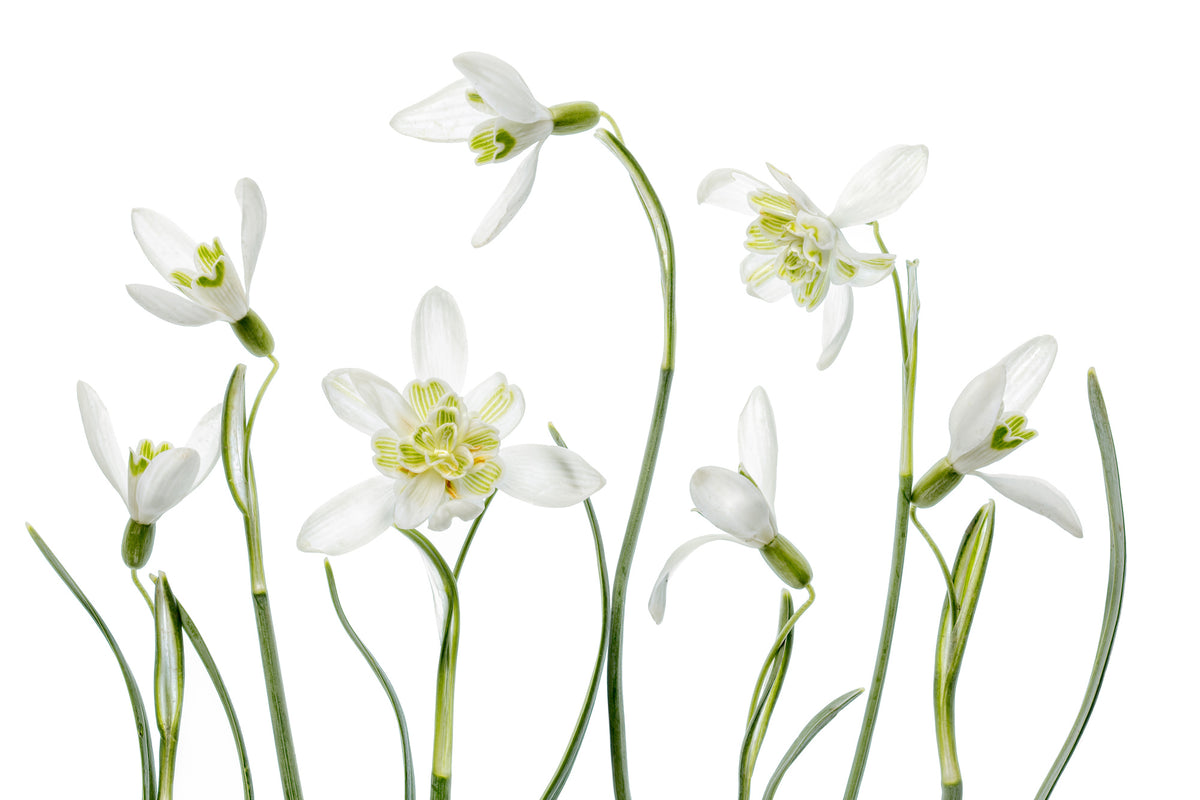 framedposter-print-spring-snowdrops