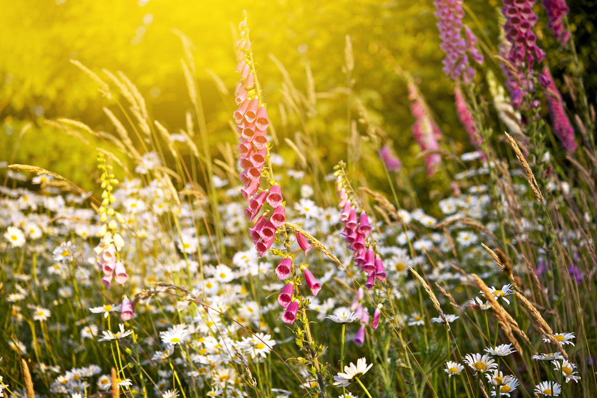modern-3-piece-aluminium-print-summer-flower-meadow