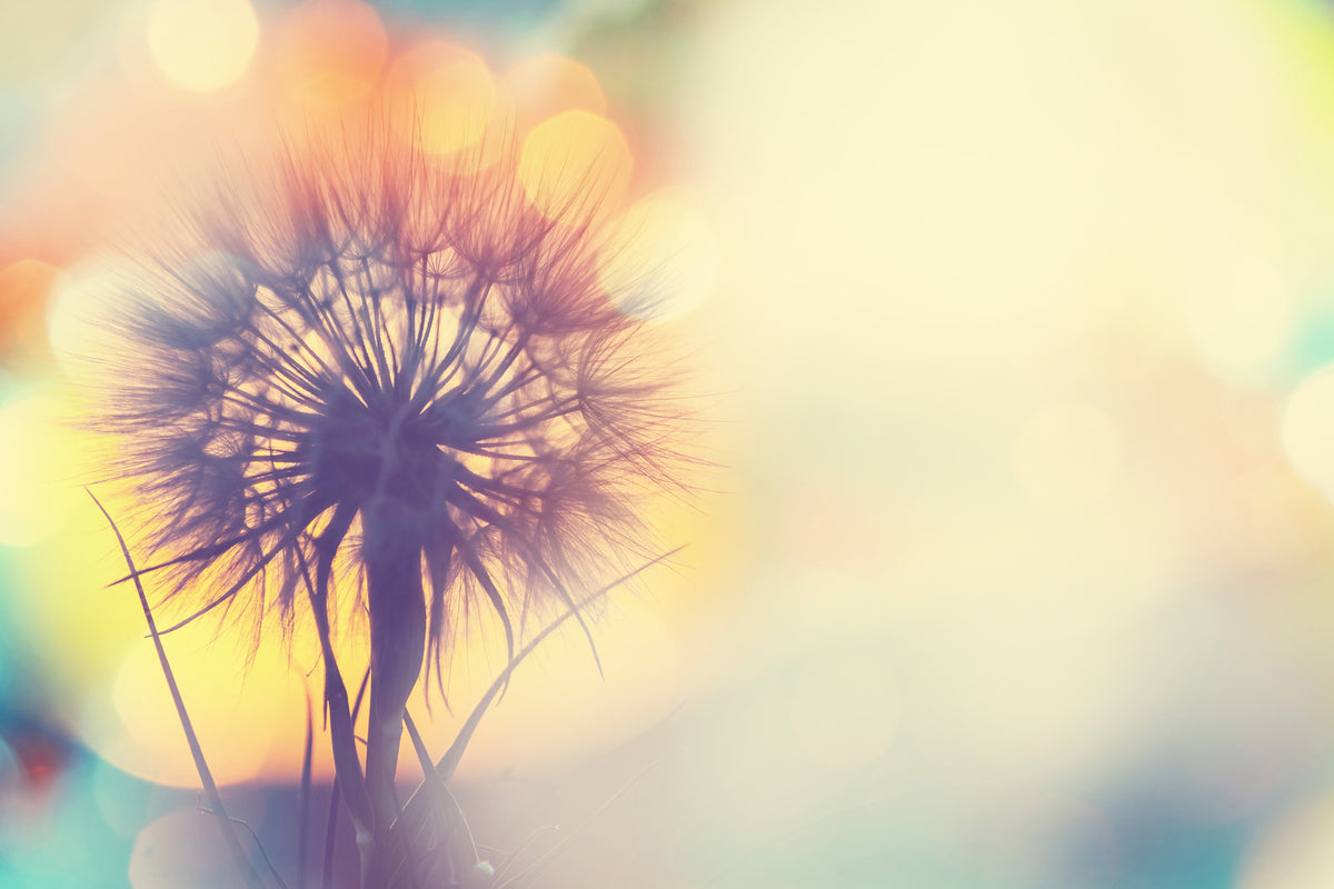 canvas-print-the-dandelion-in-the-light