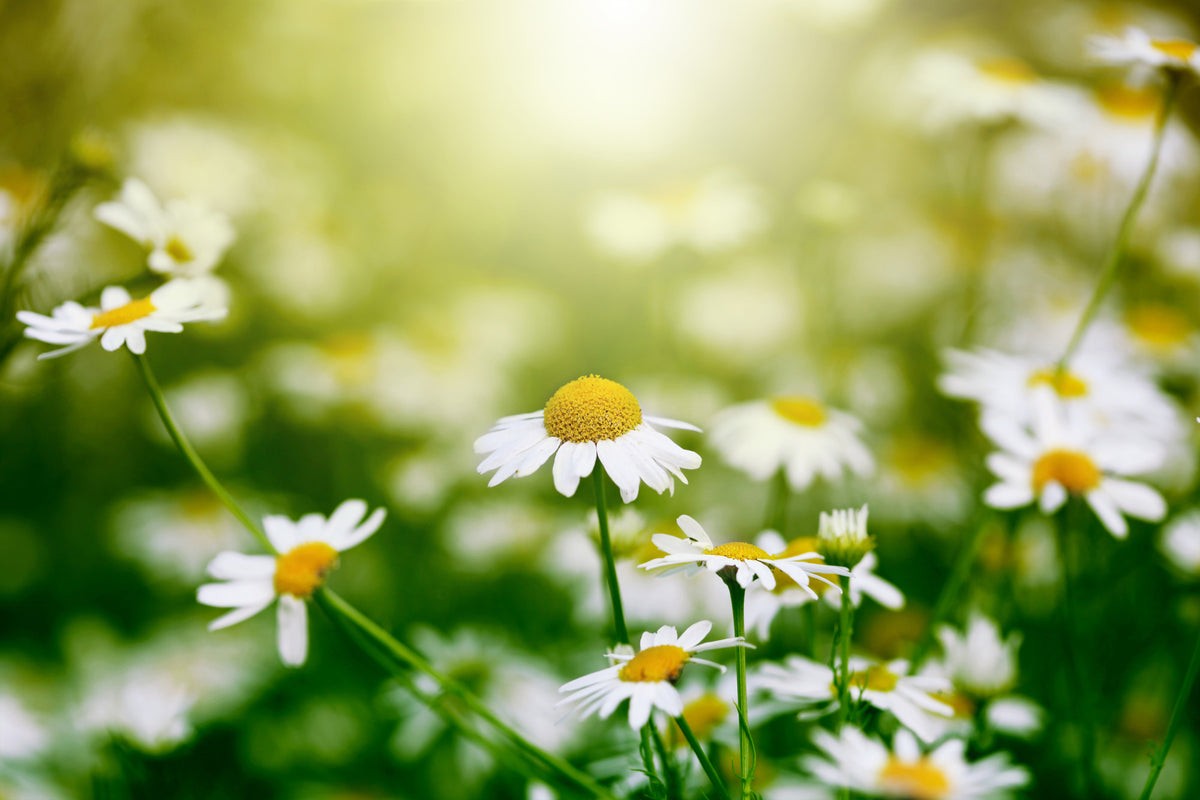 modern-3-piece-acrylic-print-the-daisy