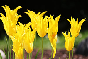 3-piece-acrylic-print-yellow-tulips-in-the-nature