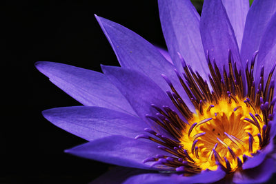 poster-print-xl-water-lily-in-purple