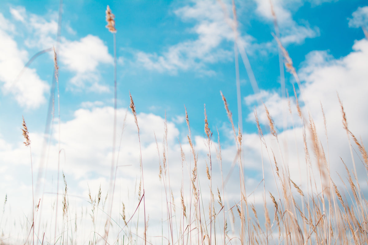 acrylic-print-blades-of-grass-in-the-sky
