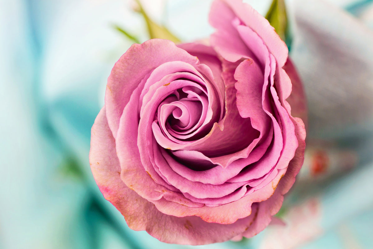framedcanvas-print-roseblossom-in-pink