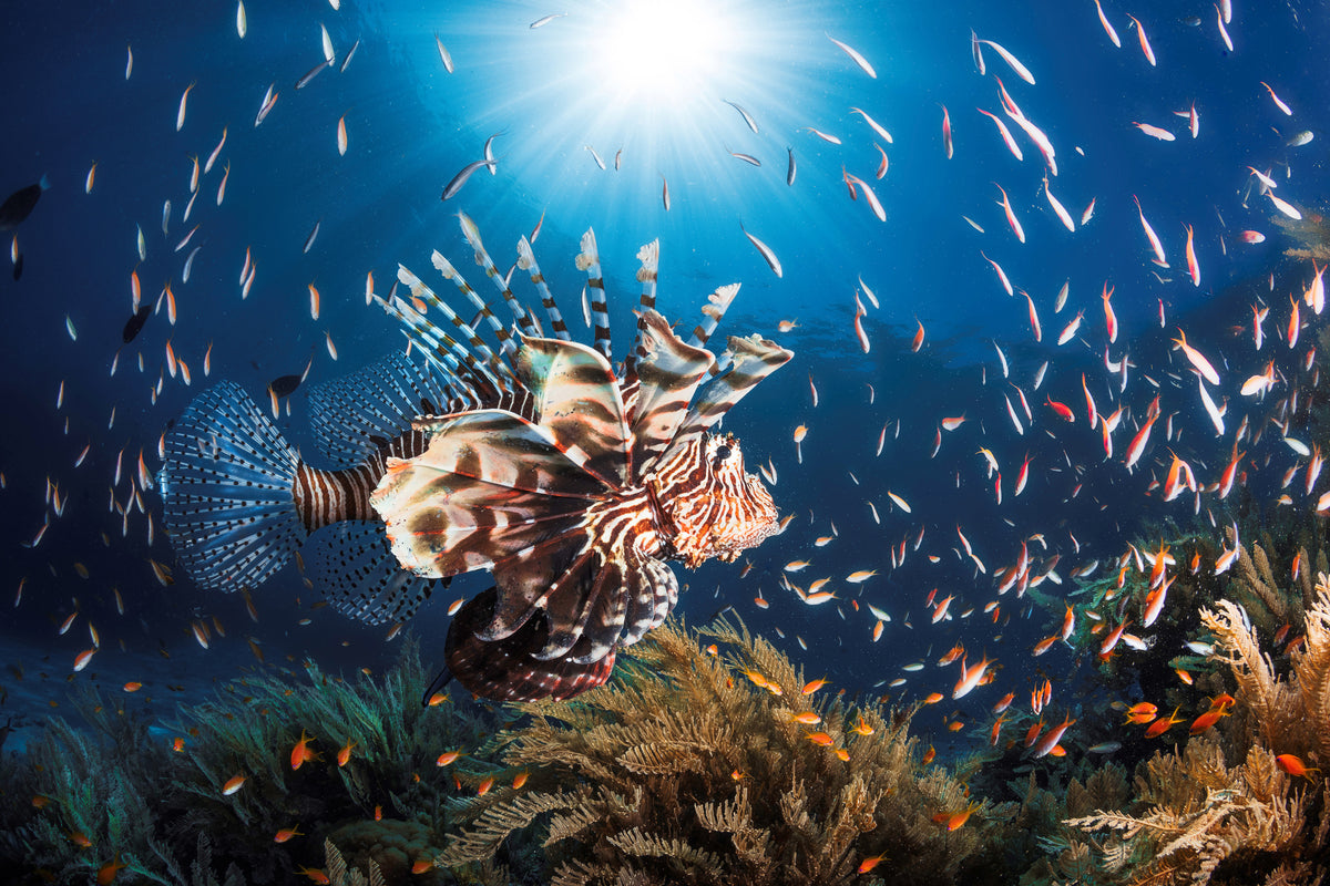 aluminium-print-lionfish