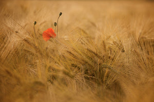 canvas-print-ephemeral-x