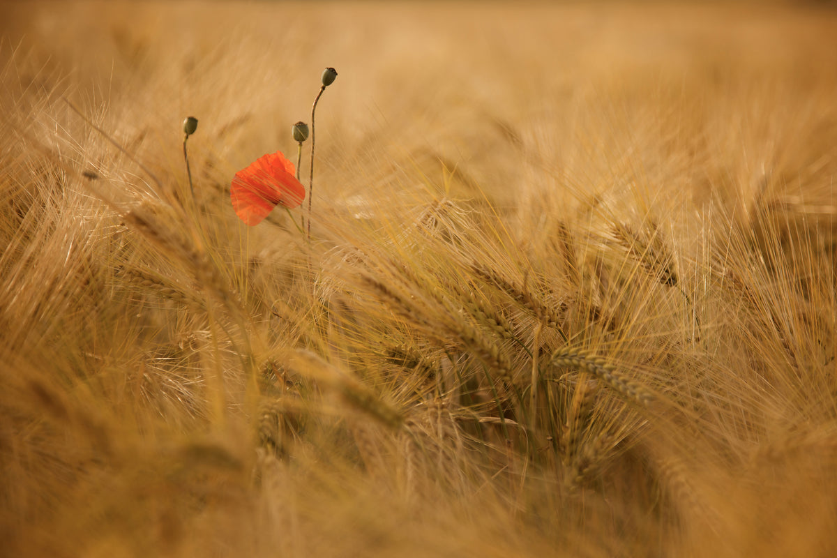canvas-print-ephemeral-x