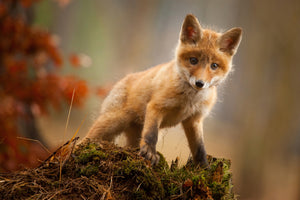 aluminium-print-fox