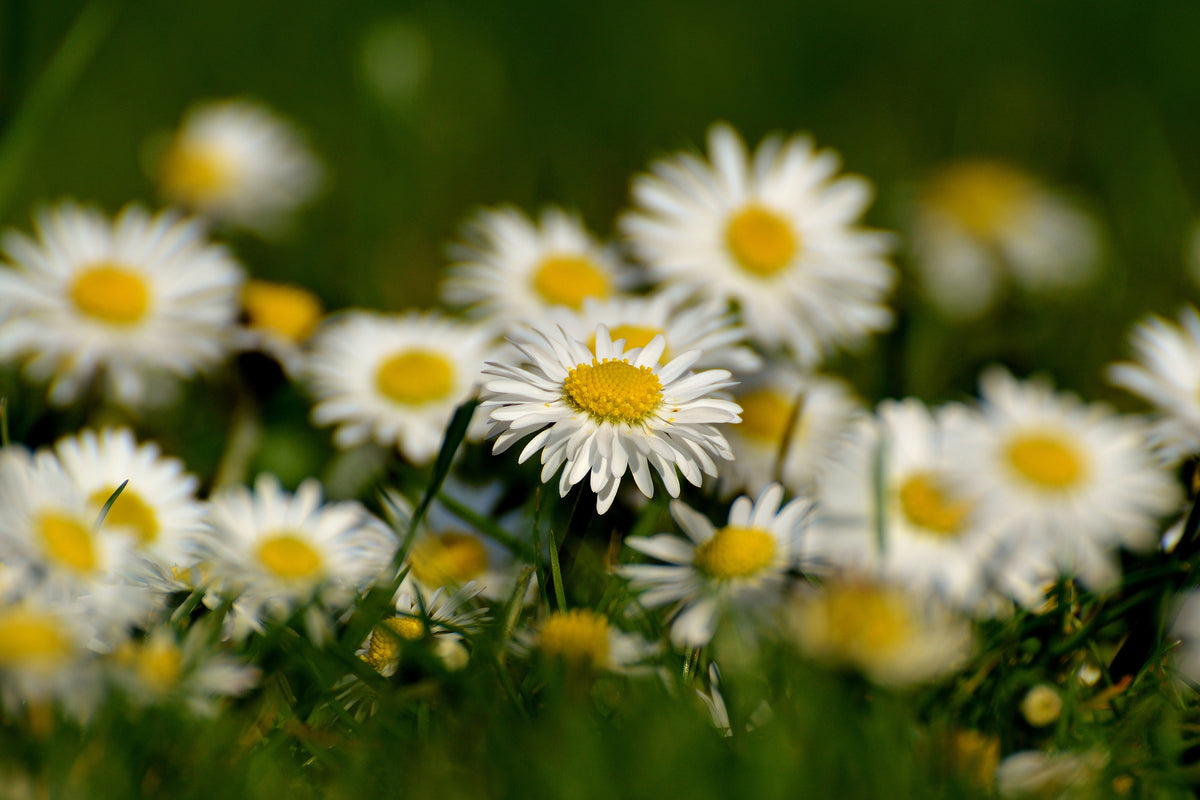 acrylic-print-daisies-xl-ii