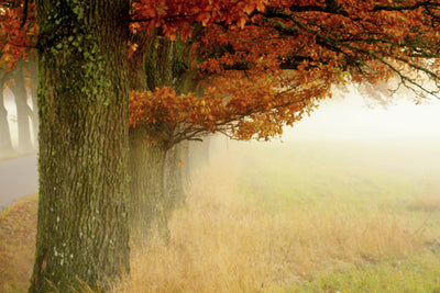 poster-print-autumn-fog-x