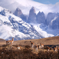poster-print-guanakos-in-patagonia-x