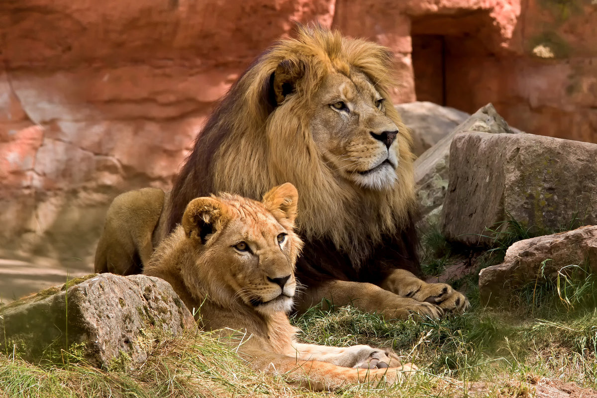 acrylic-print-a-lion-couple