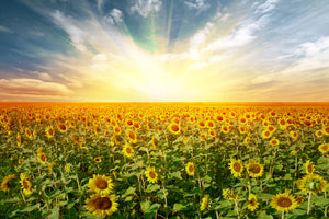 modern-3-piece-acrylic-print-a-field-full-of-sunflowers
