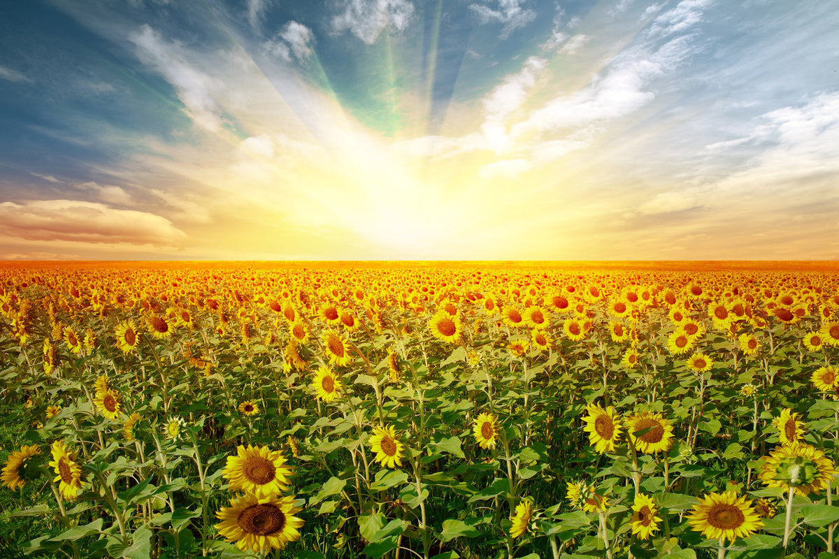 modern-3-piece-acrylic-print-a-field-full-of-sunflowers