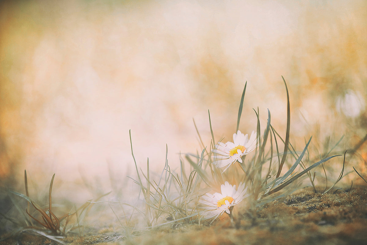 canvas-print-untitled-xfj