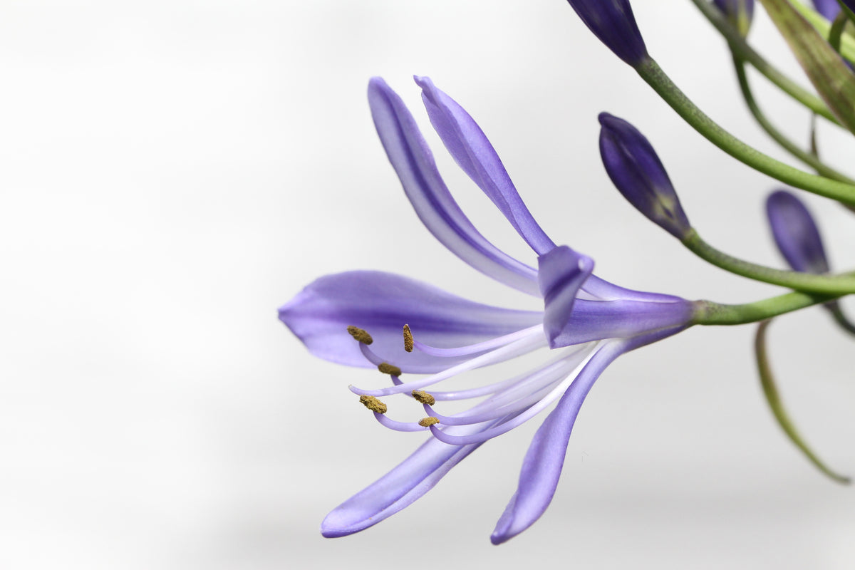 aluminium-print-lily-flower-in-purple