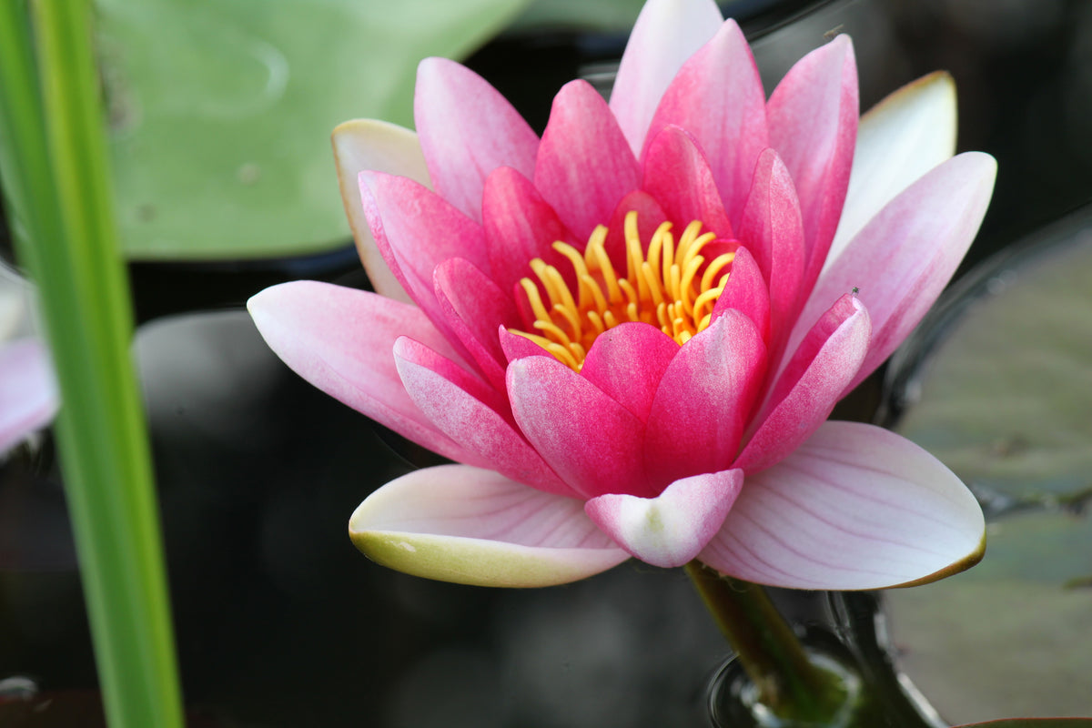 3-piece-acrylic-print-the-water-lily-in-pink
