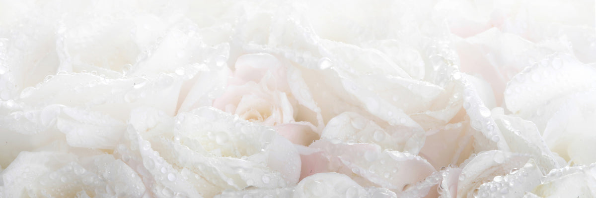 panoramic-3-piece-aluminium-print-white-roses-in-the-morning-dew-panorama