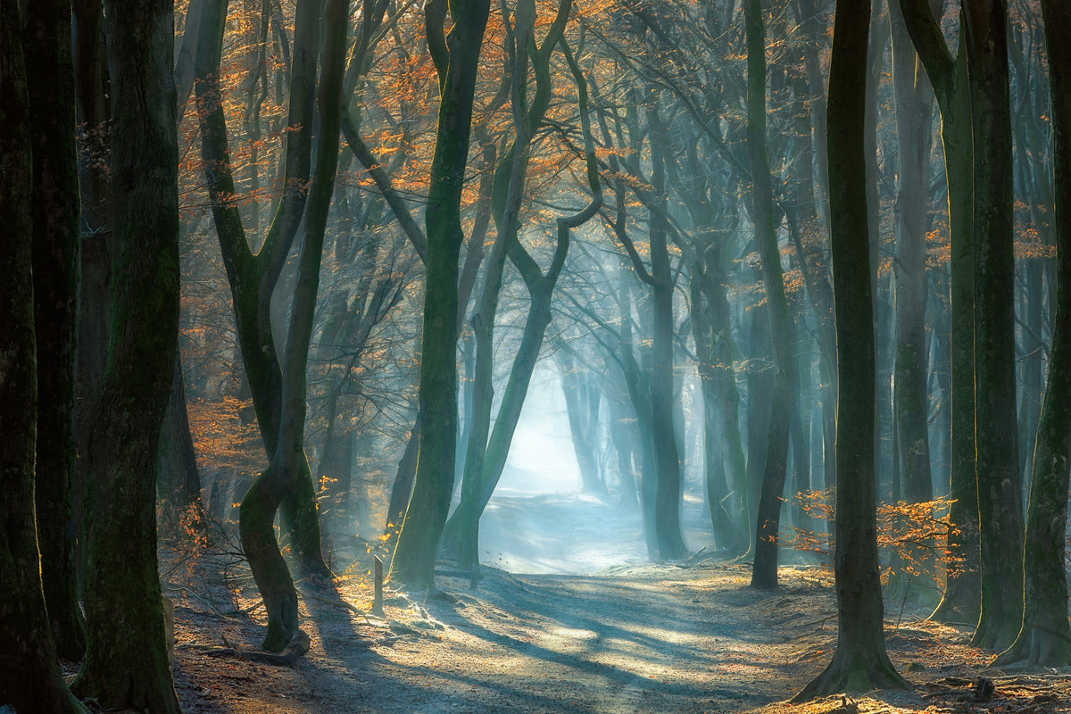 framedcanvas-print-cold-light-x