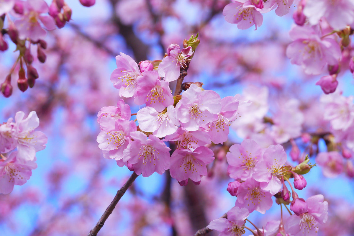 modern-3-piece-aluminium-print-gorgeous-cherry-blossom