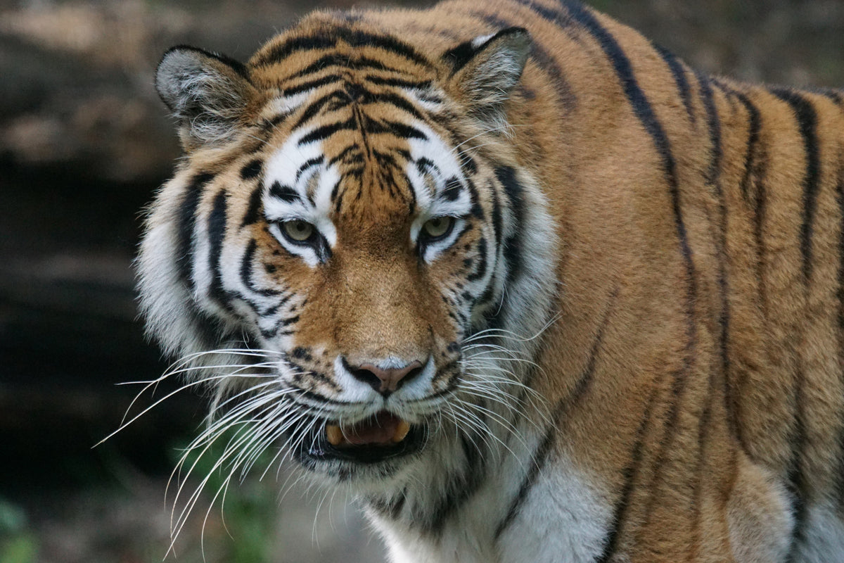 3-piece-canvas-print-xl-tiger