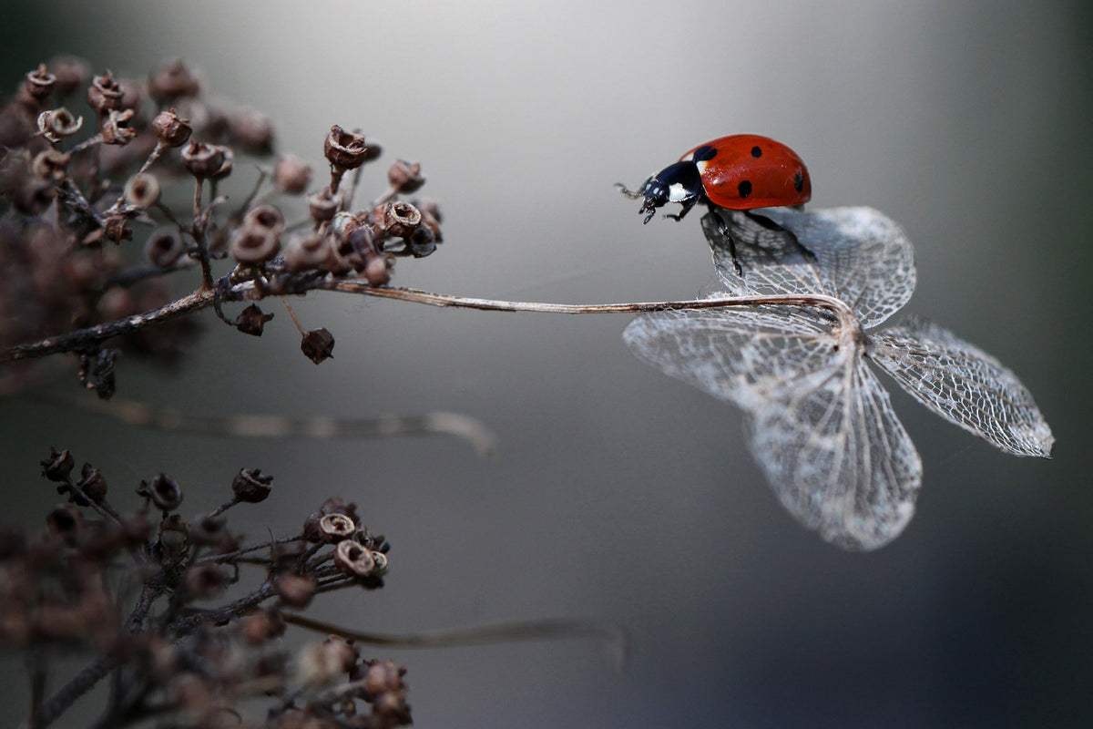 3-piece-acrylic-print-ladybird-on-hydrangea