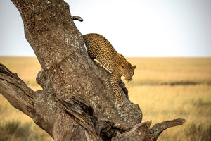 modern-3-piece-acrylic-print-leopard-serengheti-tanzania