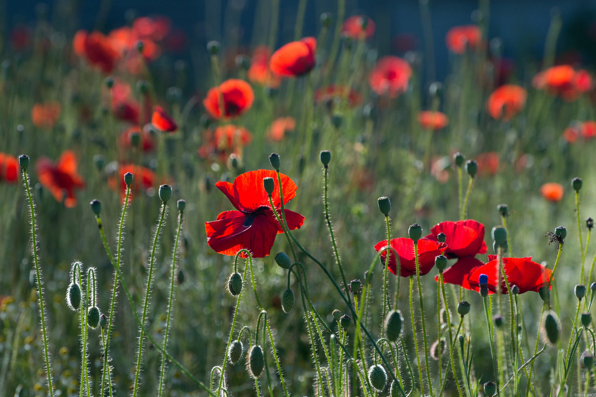 framedcanvas-print-wild-poppy