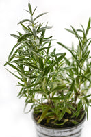 framedcanvas-print-rosemary-in-the-pot