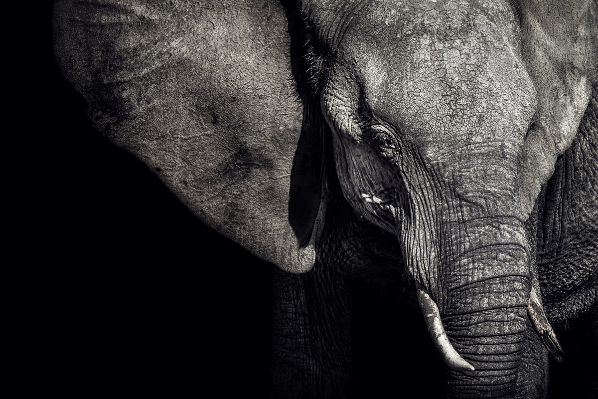 3-piece-canvas-print-the-matriarch