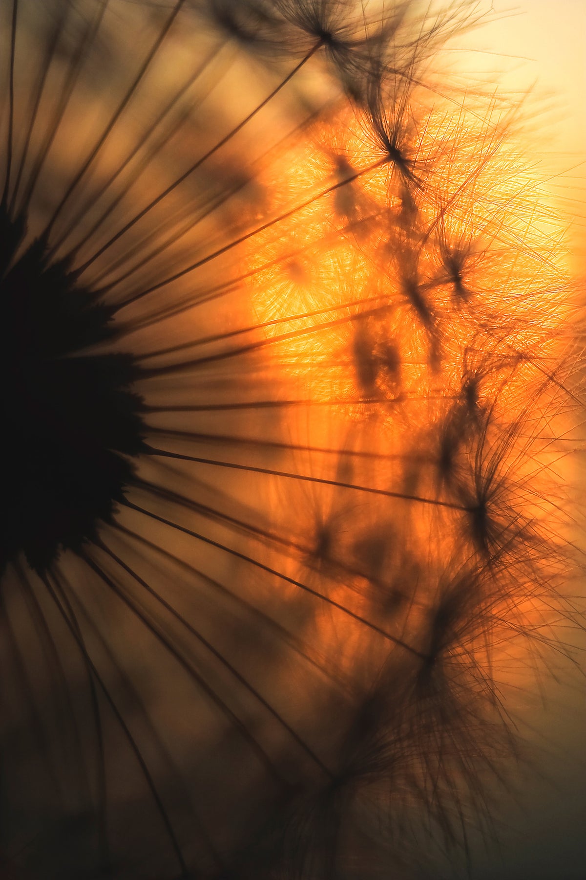 canvas-print-sunset-x