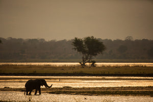 3-piece-canvas-print-elephant-alone-in-the-steppe