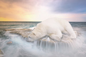 acrylic-print-the-polar-bear-and-the-sea