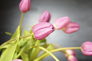 poster-print-the-tulip-bouquet-in-pink