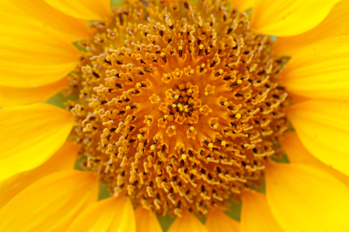 acrylic-print-beautiful-buds-of-the-sunflower