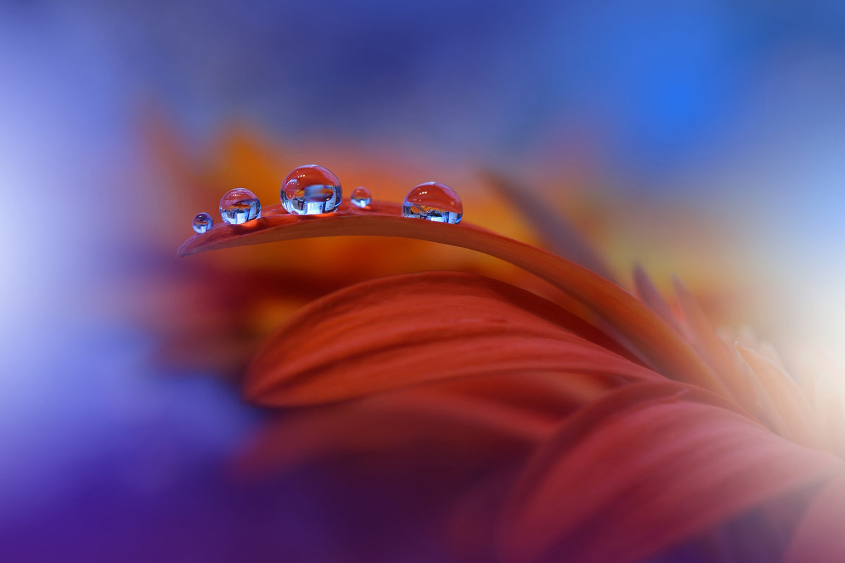 modern-3-piece-aluminium-print-metamorphosis