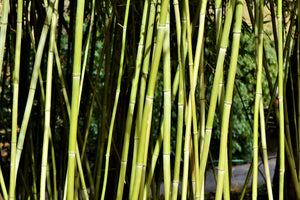 aluminium-print-fresh-bamboo