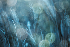 framedcanvas-print-fantastic-nature-x