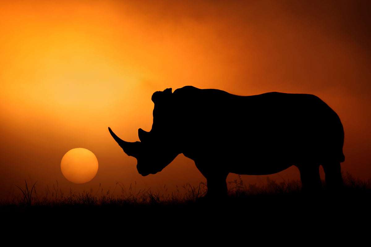 aluminium-print-rhino-sunrise
