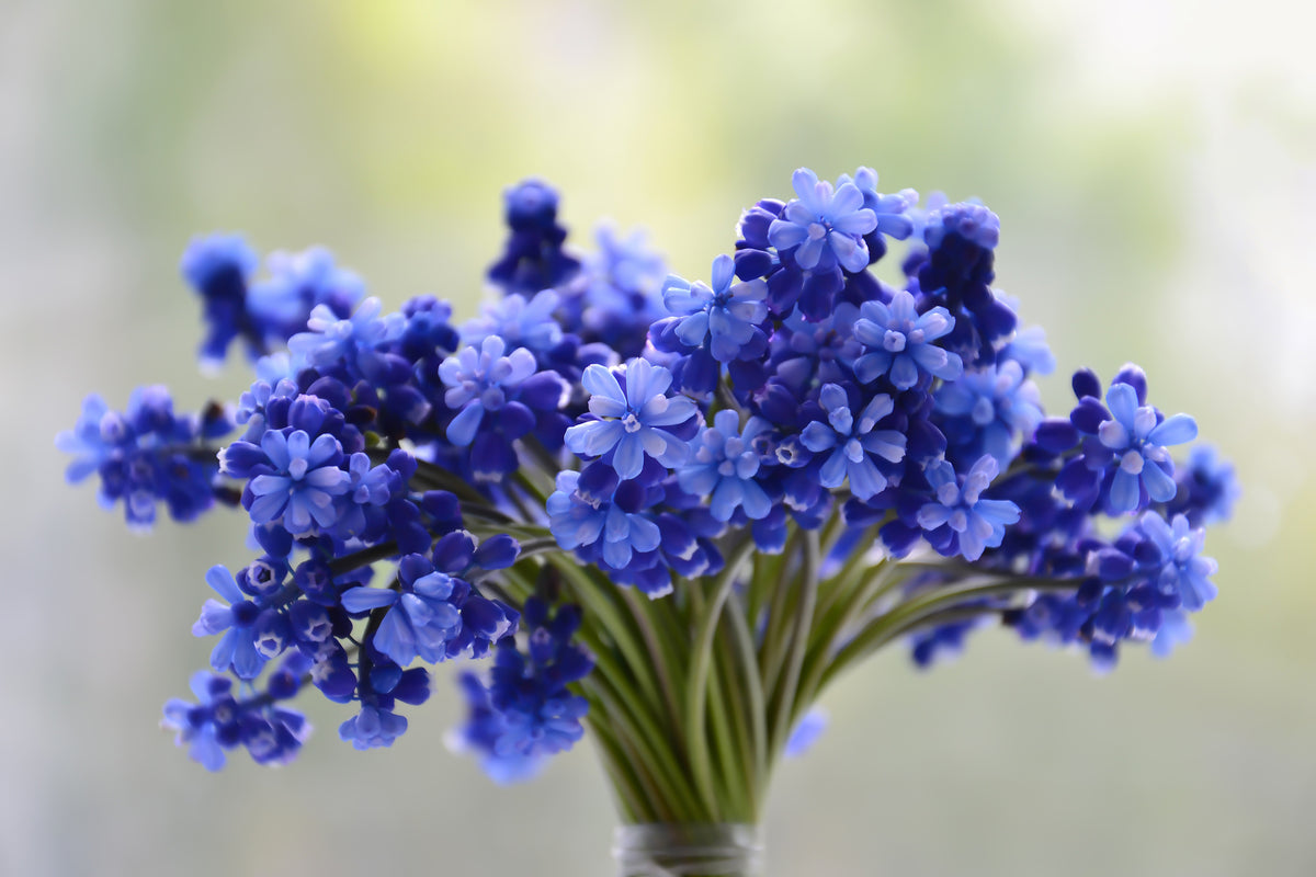 aluminium-print-a-bouquet-of-flowers