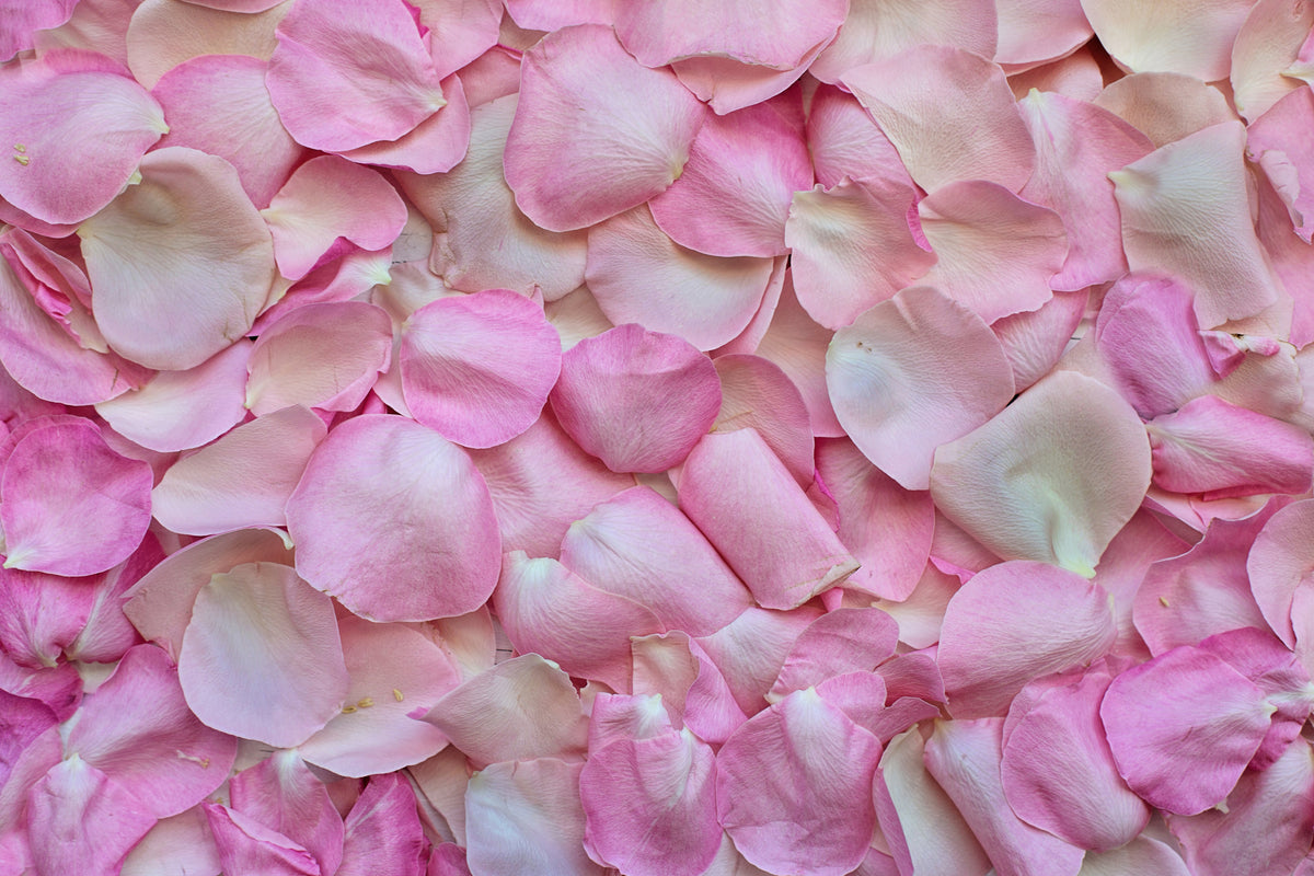 modern-3-piece-acrylic-print-rose-petals-in-pink-ii