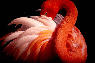 poster-print-flamingo-xoc