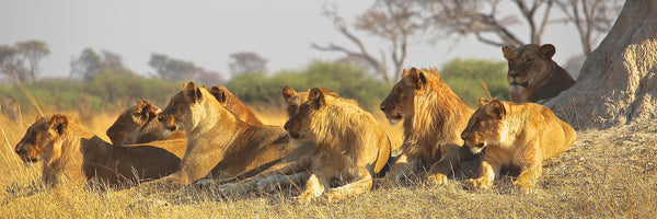 panoramic-aluminium-print-lion-family-panorama