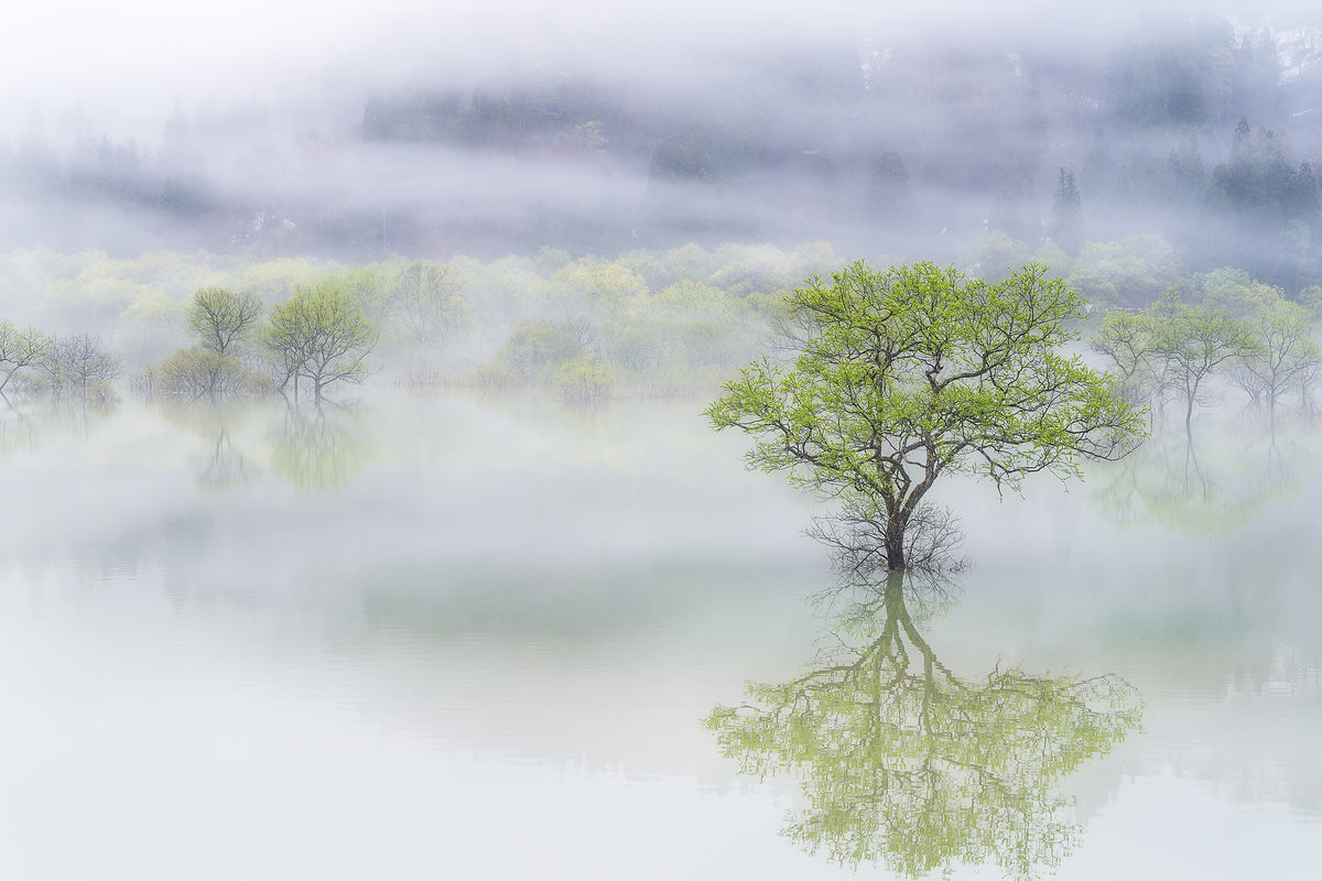 canvas-print-dreamy-tree-x
